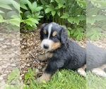 Puppy Fir Bernese Mountain Dog