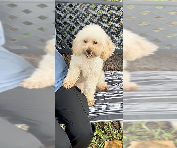 Medium Photo #3 Mutt Puppy For Sale in Weston, FL, USA
