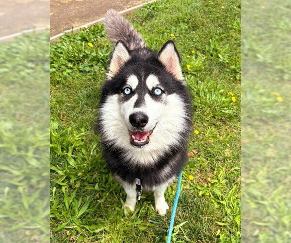 Medium Photo #1 Siberian Husky Puppy For Sale in Sacramento, CA, USA