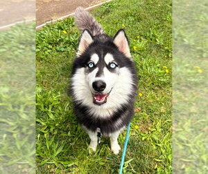 Siberian Husky Dogs for adoption in Sacramento, CA, USA