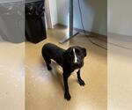 Small American Pit Bull Terrier Mix