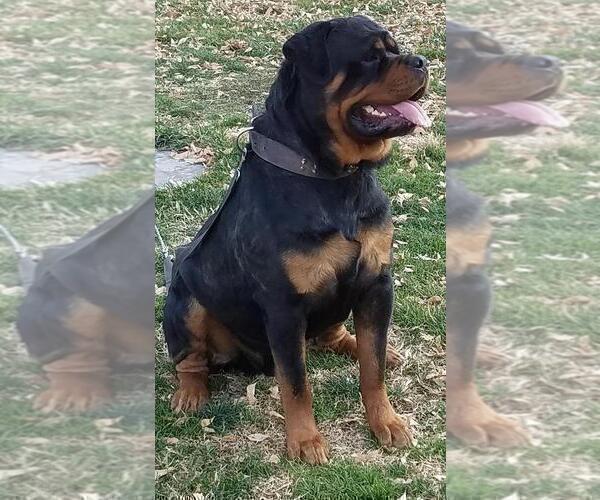 Medium Photo #3 Rottweiler Puppy For Sale in VICTORVILLE, CA, USA