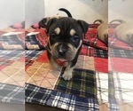 Small Photo #1 American Bully Puppy For Sale in CLEVELAND, OH, USA