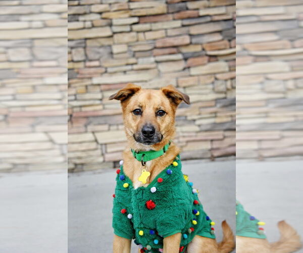 Medium Photo #4 Mutt Puppy For Sale in Sandy, UT, USA