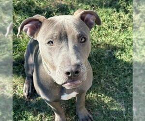 Mutt Dogs for adoption in Tulsa, OK, USA