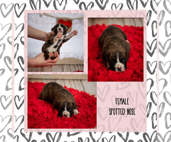 Medium Photo #2 Boxer Puppy For Sale in VICI, OK, USA