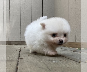 Pomeranian Puppy for sale in MONTEREY, CA, USA