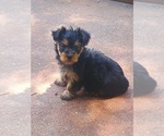Small #4 Yorkshire Terrier