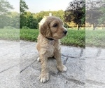 Small Photo #2 Labradoodle Puppy For Sale in HAMDEN, CT, USA