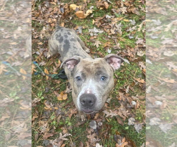 Medium Photo #6 Mutt Puppy For Sale in Rockville, MD, USA