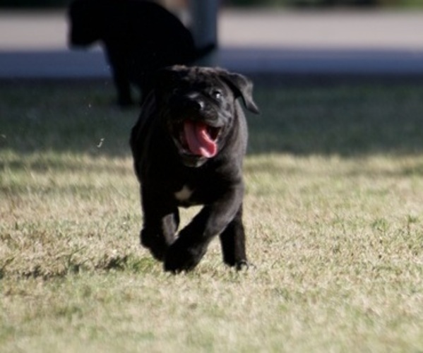 Medium Photo #3 Cane Corso Puppy For Sale in PHOENIX, AZ, USA