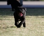 Small Photo #3 Cane Corso Puppy For Sale in PHOENIX, AZ, USA