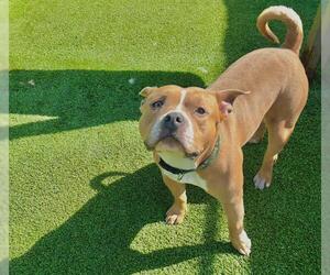 American Staffordshire Terrier-Unknown Mix Dogs for adoption in Grand Prairie, TX, USA