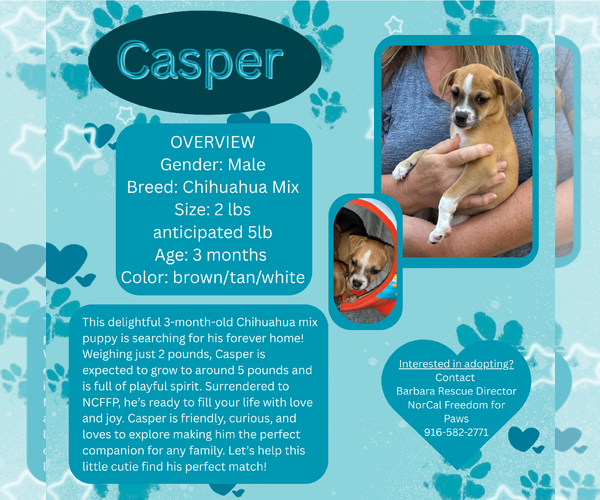 Medium Photo #2  Puppy For Sale in , 