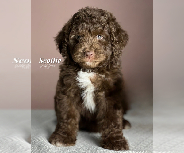Medium Photo #1 Aussiedoodle Puppy For Sale in TAYLORSVILLE, NC, USA