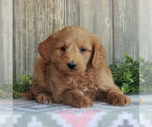 Goldendoodle-Poodle (Miniature) Mix Puppy for sale in HONEY BROOK, PA, USA