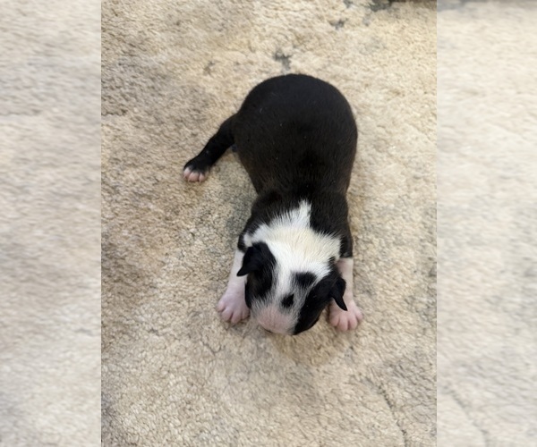 Medium Photo #3 Boston Terrier Puppy For Sale in FREDONIA, KS, USA