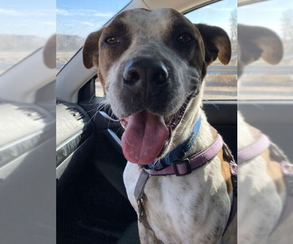 Medium Photo #2 Mutt Puppy For Sale in Aurora, CO, USA