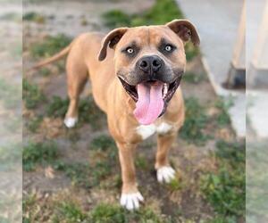 Mutt Dogs for adoption in Modesto, CA, USA