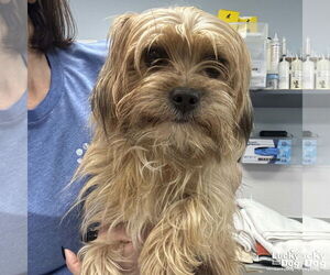 Mutt Dogs for adoption in Washington, DC, USA