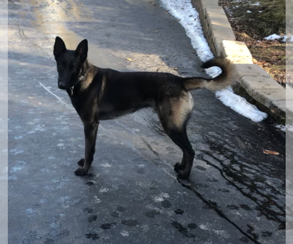 Medium Photo #3 Belgian Malinois Puppy For Sale in LABADIE, MO, USA