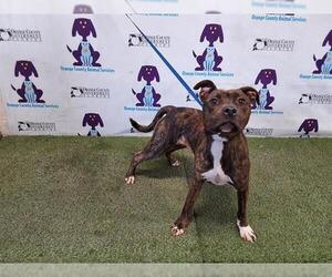 American Pit Bull Terrier Dogs for adoption in Orlando, FL, USA