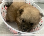 Small Photo #17 Pomeranian Puppy For Sale in BUSH, LA, USA