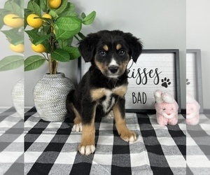 Bernese Mountain Dog-Miniature Australian Shepherd Mix Puppy for sale in FRANKLIN, IN, USA