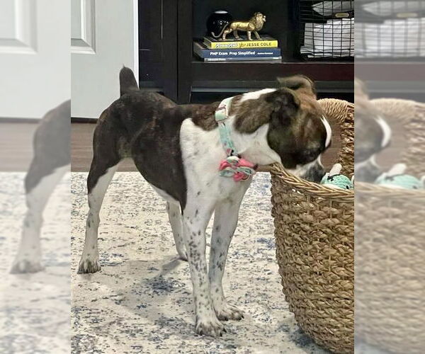 Medium Photo #3 Boxer Puppy For Sale in Dumont, NJ, USA