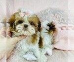 Small #1 Shih Tzu