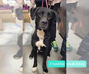 Franklin - Male Labrador Retriever Dog for Adoption - Photo #5