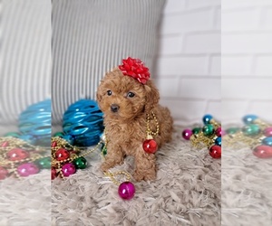 Poodle (Toy) Puppy for sale in SUGARCREEK, OH, USA