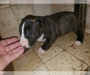 Bull Terrier Puppy for Sale in WOODRUFF, South Carolina USA