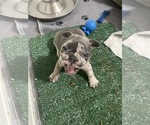 Puppy 3 French Bulldog