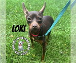 Small Photo #7 Miniature Pinscher Puppy For Sale in Omaha, NE, USA