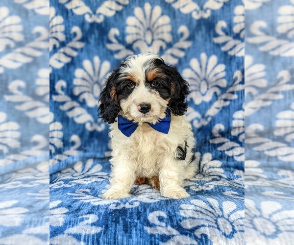 Medium Photo #5 Cavapoo Puppy For Sale in KINZERS, PA, USA