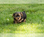 Small #1 Yorkshire Terrier