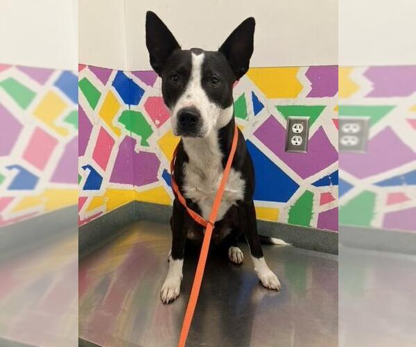 Medium Photo #1 Border Collie-Unknown Mix Puppy For Sale in Baytown, TX, USA