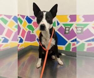 Border Collie-Unknown Mix Dogs for adoption in Baytown, TX, USA