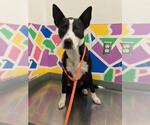 Small Border Collie Mix