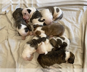 American Bulldog Litter for sale in FOLKSTON, GA, USA