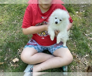 Pomeranian Puppy for sale in MIDDLEBORO, MA, USA