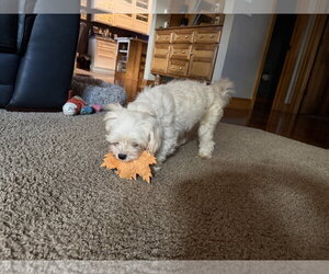 Nate - Male Maltese Dog for Adoption - Photo #3
