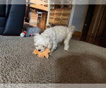 Small Photo #3 Maltese Puppy For Sale in St. Louis Park, MN, USA