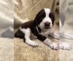 Small Photo #3 English Springer Spaniel Puppy For Sale in JEANNETTE, PA, USA