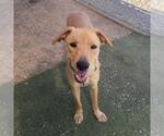 Small #8 Labrador Retriever Mix