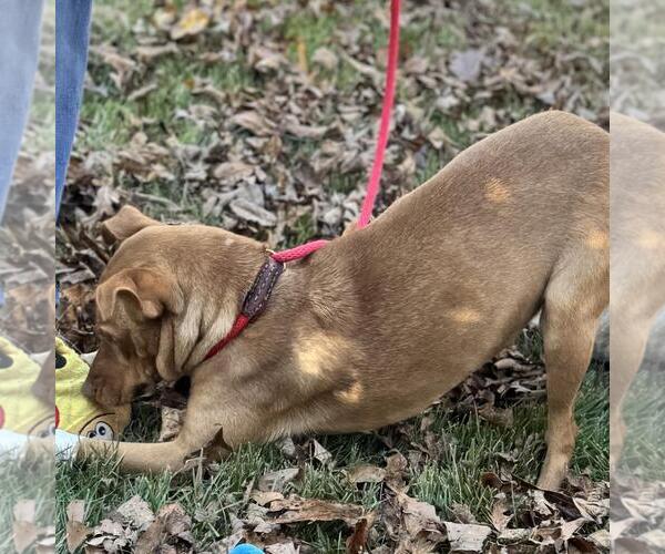 Medium Photo #3 Unknown-Vizsla Mix Puppy For Sale in Yardley, PA, USA