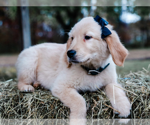 Golden Retriever Puppy for Sale in LIBERTY, Kentucky USA