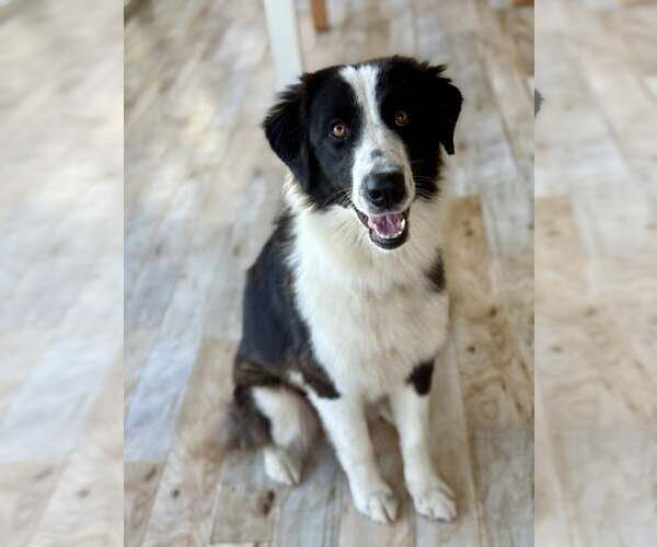 Medium Photo #1 Border Collie Puppy For Sale in Paso Robles, CA, USA