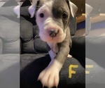 Small Photo #5 American Pit Bull Terrier Puppy For Sale in ELMA, WA, USA